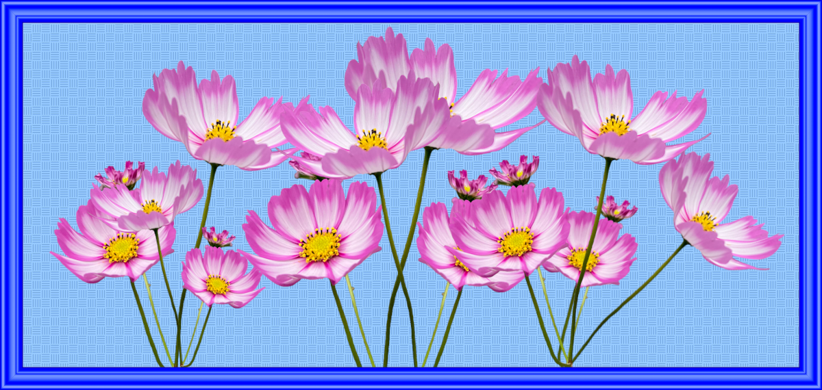 季節の花