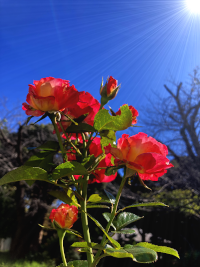 花の写真素材屋